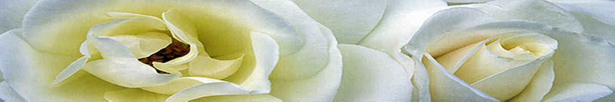 header_06.jpg